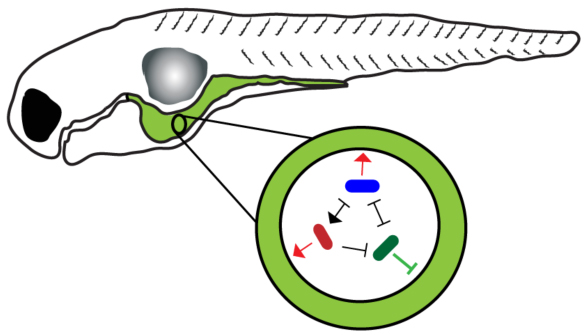 Guillemin lab host-bacterial interaction diagram